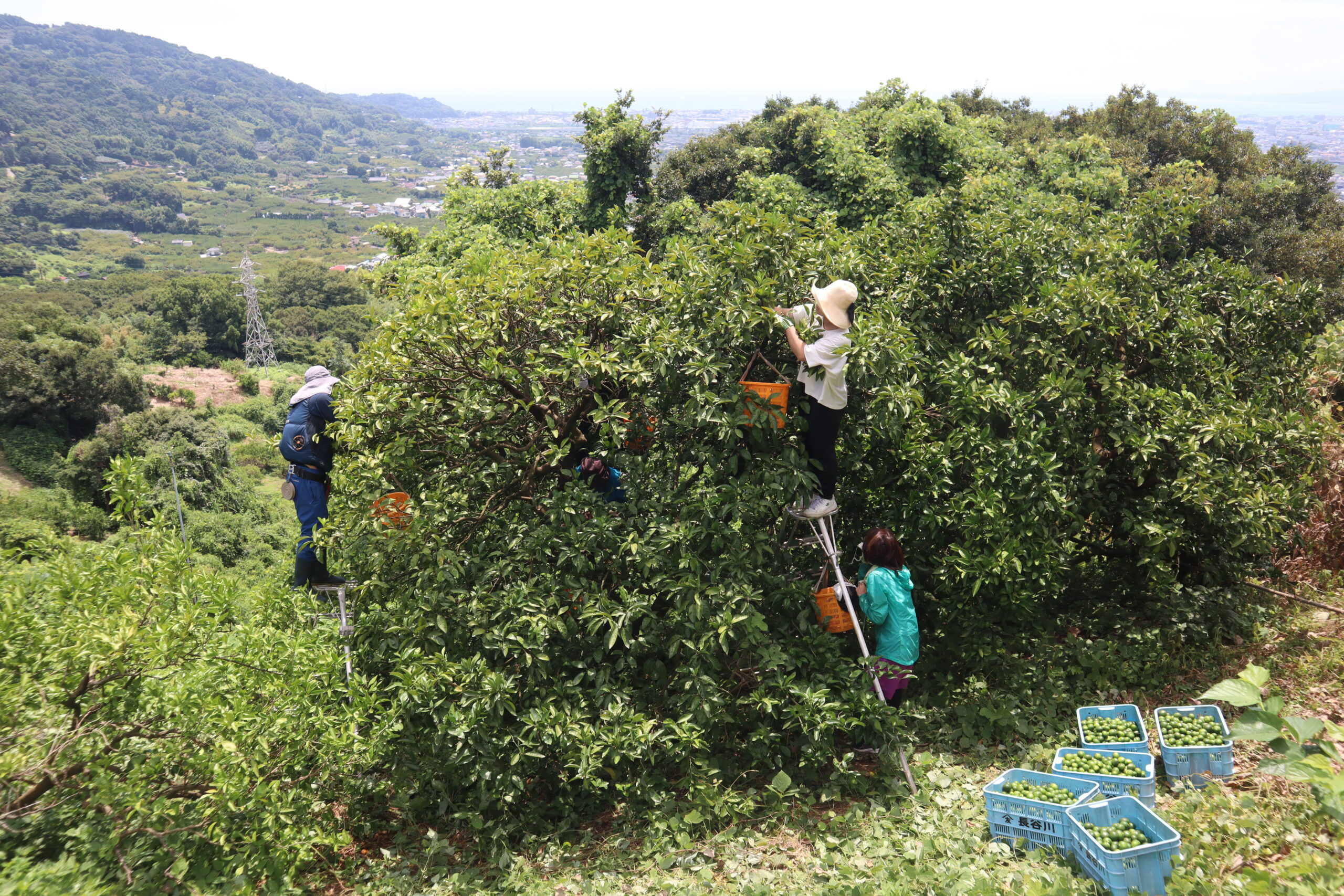 「みかんまつり」に高まる期待   みかん栽培のお手伝いへ