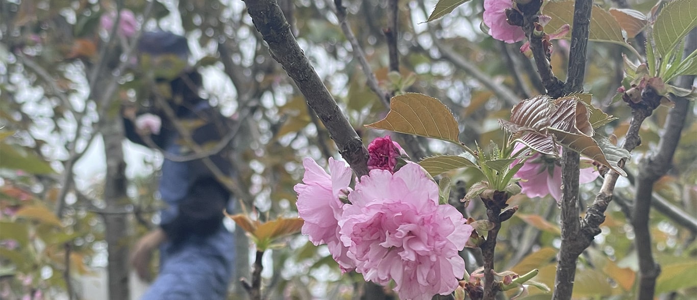 ヤッホー！「春を届ける仕事」のお手伝い体験