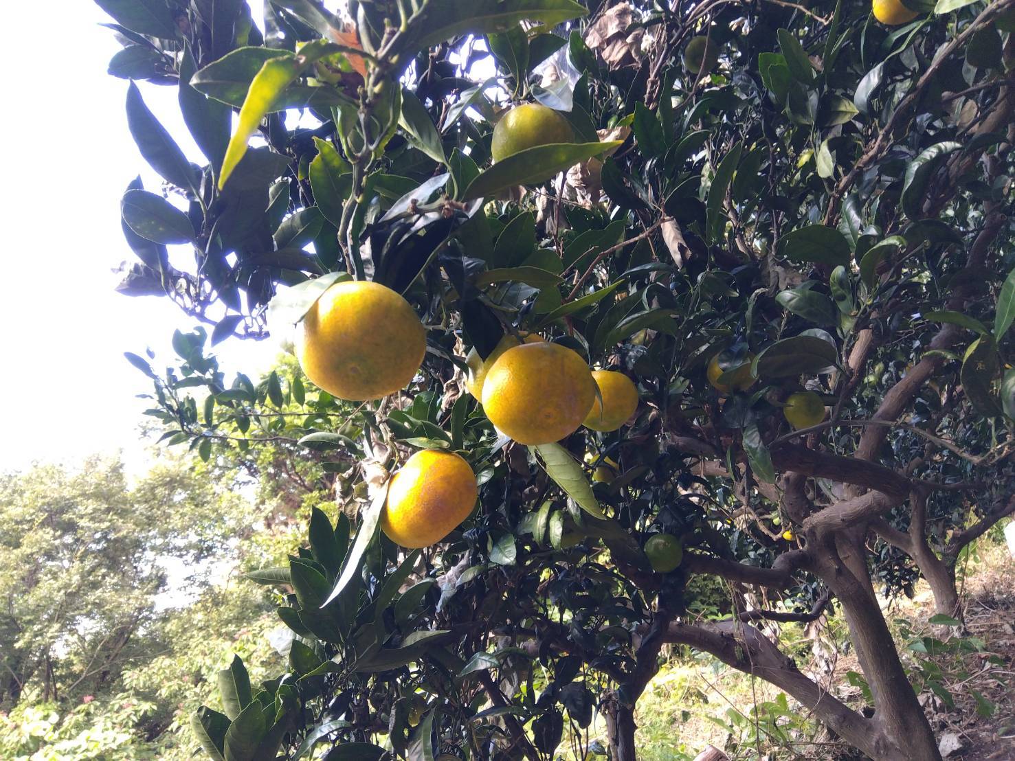 なぜ「みかんまつり」？ 国府津とみかんの関係